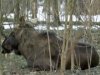 На Черкасщине задержали браконьеров, убивших лося