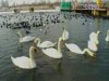 На Одещині та в Криму рятують лебедів від голоду і льодового полону