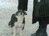 На Волині вірний пес вже місяць чекає господарів на зупинці громадського транспорту