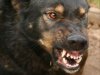 На Рівненщині жертвами скаженого пса стали четверо дітей