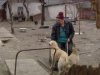 Киевский Аппеляционный суд распорядился разогнать нелегальный приют для домашних животных