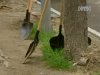 У Києві нищать дерева заради дороги до новострою