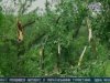Луганськом пронісся буревій, є четверо постраждалих