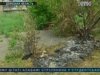 В Донецкой области заживо сожгли щенков