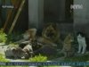 У Чернівцях виявлено випадок сказу
