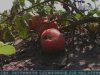В Бердичевском районе из-за пестицидов массово гибнут пчёлы