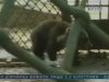 Ведмежий скандал у Луцькому зоопарку