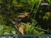 На Рівненщині гадюка вкусила хлопчика