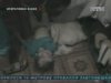 Малолітні кати забили насмерть дівчинку у Севастополі