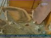 Поціновувачі соцарту пограбували музей на Тернопільщині