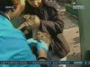 Дикие лисы вызвали вспышку бешенства в Одессе