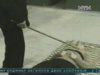 Дядько вбив небогу на Полтавщині