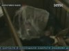 Мати-п'яниця з Луганщини задушила синочка-інваліда