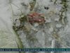 У Сумській області породілля втопила немовля