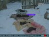 На Житомирщині четверо малюків сгоріли у хаті