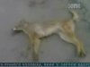 В Чернигове живодеры убивают бездомных животных