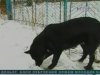 Львівська студентка задушила та закопала немовля