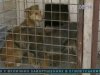 У Горлівці на жінку напала зграя скажених собак