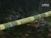 У Червоноармійську сталося потрійне вбивство