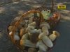 Гриби - як поласувати безпечно