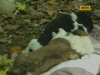 На Полтавщині шукають живолупа