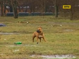 В Полтаве хозяин натравливал бойцовскую собаку на жителей подъезда