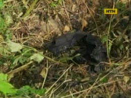 На Рівненщині небіж задушив дядька