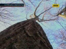 На Сумщині юнак загинув на заготівлі дров