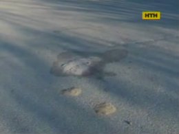 У Черкасах вночі розстріляли чоловіка