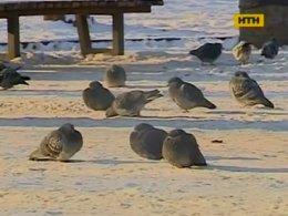 Як не стати жертвою морозів