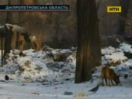 Масове вбивство у Кривому Розі