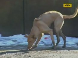 В Ужгороді скажений пес покусав дитину
