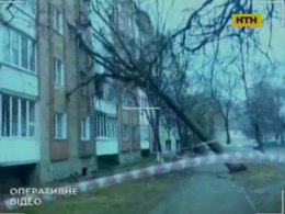 В Івано-Франківську дерево пошкодило житловий будинок