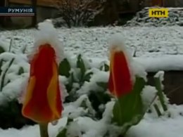 У Румунії квіти засипало снігом