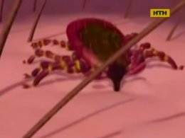 Как уберечься от клещей