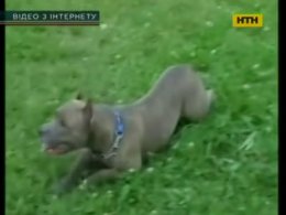 На Сумщині пес загриз стареньку хазяйку