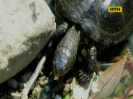 В Черкасской области дельцы уничтожают болотных черепах