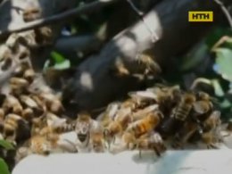 На Сумщині чоловіка насмерть зажалили бджоли