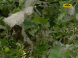 Не така страшна тополя, як її звинувачують