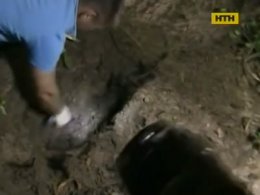 Під Києвом мати-п'яниця вбила дитину, щоб не росла в бідності