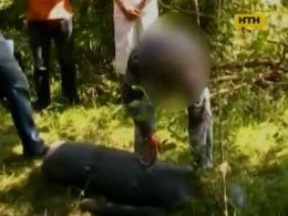 На Прикарпатті затримали вбивцю дівчинки