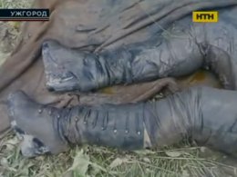 На Закарпатті розкрили приховане вбивство