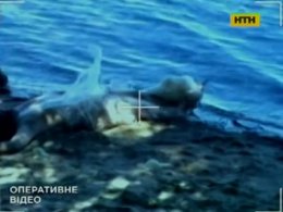 "Концы в воду" не помешали раскрыть убийство в Николаеве