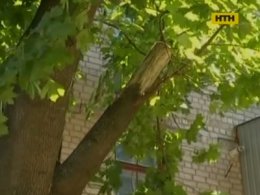 В Харькове огромная ветка упала на женщину с младенцем