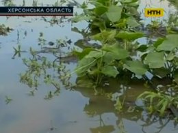 На Херсонщині злива знищила врожай