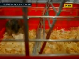 На Рівненщині людей покусав скажений хом'як