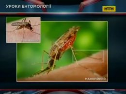 Малярія - в чому загроза та як уберегти себе