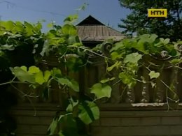 У Борисполі примірний син забив неньку ніжкою від стільця