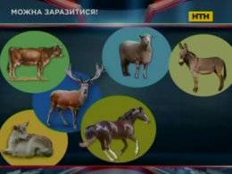 На курортах Болгарії спалах сибірської виразки