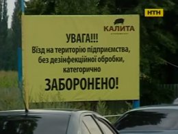 Спалах африканської чуми у свиней на Київщині